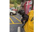 Adopt Urban a Black - with White Mixed Breed (Large) / Mixed dog in Reeds