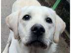 Adopt Yosemite Yellow HOUSE TRAINED a Tan/Yellow/Fawn Labrador Retriever / Mixed
