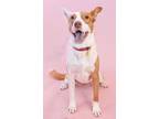 Adopt Rooby a Brown/Chocolate Border Collie dog in los angeles, CA (41115933)