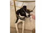 Adopt Duke a White Rat Terrier / Mixed dog in Florissant, MO (40613520)