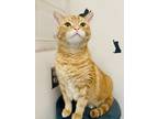 Adopt Nick (Cat Cafe) a Orange or Red Domestic Shorthair / Mixed Breed (Medium)