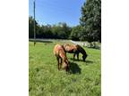 Adopt Zippin With Quincy (Zippy) a Chestnut/Sorrel Quarterhorse / Mixed horse in