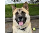 Adopt Kanoa a Red/Golden/Orange/Chestnut - with White Akita / Mixed dog in San
