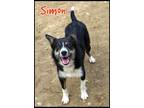 Adopt Simon a Tricolor (Tan/Brown & Black & White) Border Collie / Mixed dog in
