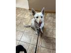 Adopt Bailey a German Shepherd Dog / Husky / Mixed dog in Elbow Lake