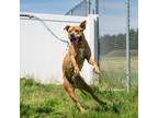 Adopt Oliver a Mastiff / Mixed Breed (Medium) / Mixed dog in Newberg
