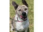 Adopt Phoenix a Brindle - with White Husky / Mixed dog in Weatherford