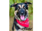 Adopt Champ a German Shepherd Dog / Mixed dog in Jackson, MS (41120163)
