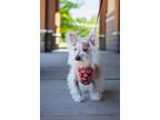 Adopt Ramsey a Terrier (Unknown Type, Small) / Chinese Crested / Mixed dog in