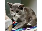 Adopt Auggie a Domestic Shorthair / Mixed (short coat) cat in Tiffin