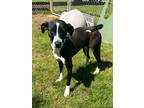 Adopt Pepper a Terrier (Unknown Type, Small) / Whippet / Mixed dog in Benton