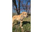 Adopt Reggie a Brown/Chocolate Great Pyrenees / Labrador Retriever dog in