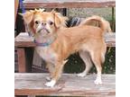 Adopt Coco a Tan/Yellow/Fawn Pekingese / Shih Tzu dog in Anoka, MN (41115943)