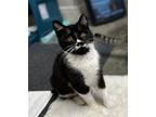 Adopt Delta a Black & White or Tuxedo American Bobtail / Mixed cat in Long
