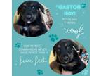 Adopt Mr Gaston a Black - with Brown, Red, Golden, Orange or Chestnut Doberman