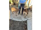 Adopt Duchess a Brown/Chocolate Staffordshire Bull Terrier / Mastiff dog in