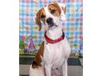 Adopt Oliver a White - with Tan, Yellow or Fawn Treeing Walker Coonhound / Hound