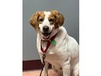 Adopt Ginger a White - with Tan, Yellow or Fawn Brittany / Hound (Unknown Type)