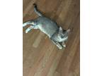 Adopt Little Bear a Brown Tabby Domestic Shorthair (short coat) cat in