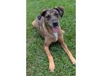 Adopt Sweeney a Catahoula Leopard Dog / Labrador Retriever / Mixed dog in Ocala