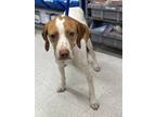 Adopt Red a Tricolor (Tan/Brown & Black & White) English Pointer / Mixed dog in