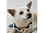 Adopt Candy (S. Korea) hz a Tricolor (Tan/Brown & Black & White) Jindo / Spitz