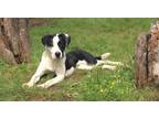 Adopt Cunningham 23 a Catahoula Leopard Dog / Australian Cattle Dog / Mixed dog