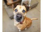 Adopt Hugh (ADOPTED!) a Tan/Yellow/Fawn - with Black Boxer / Black Mouth Cur /