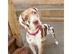 Adopt Blossom (ADOPTED!!) a Merle Catahoula Leopard Dog / Mastiff / Mixed dog in