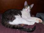 Adopt Billie a Brown Tabby Domestic Shorthair (short coat) cat in College