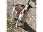 Adopt Dutton a Shepherd (Unknown Type) / Collie / Mixed dog in Batesville
