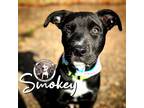 Adopt Smokey Park Ittie Bittie Pittie Mix a Black Australian Cattle Dog dog in