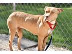 Adopt Jewel a Tan/Yellow/Fawn Mixed Breed (Small) / Mixed Breed (Medium) / Mixed