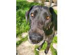 Adopt Nylah a Great Dane / Labrador Retriever / Mixed dog in Bullard
