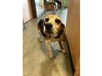 Adopt Uncle Iroh a Black Beagle / Mixed Breed (Medium) / Mixed (short coat) dog