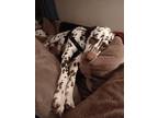 Adopt Maverick a White - with Brown or Chocolate Dalmatian / Mixed dog in San