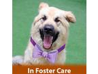 Adopt Kurlys a German Shepherd Dog / Alaskan Malamute / Mixed dog in Burlingame