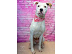 Adopt Leah a White Golden Retriever / Mixed Breed (Medium) / Mixed (short coat)