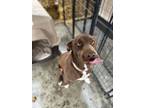 Adopt Iris a Brown/Chocolate Labrador Retriever / Mixed Breed (Medium) / Mixed