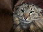 Adopt Furrgie a Brown Tabby Domestic Longhair (long coat) cat in Seville