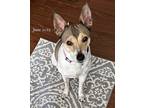 Adopt Maddie a Rat Terrier / Mixed dog in Enfield, CT (39325878)