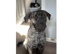 Adopt Charlie a Brindle Mastiff / Mixed Breed (Large) / Mixed dog in St.