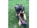 Adopt Dixie a Mixed Breed (Medium) / Mixed dog in Saint Francisville