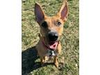Adopt Lady a Tan/Yellow/Fawn Carolina Dog / Mixed Breed (Medium) / Mixed (short