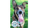 Adopt Gizmo a Brown/Chocolate Mixed Breed (Small) / Mixed Breed (Medium) / Mixed