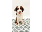 Adopt 84303 Samwise a Brown/Chocolate Australian Shepherd / Border Collie /