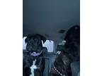 Adopt Cahira a Brindle Cane Corso / Mixed dog in Vancouver, WA (41059701)