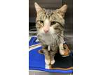 Adopt Snickers a White American Bobtail / Mixed Breed (Medium) / Mixed (short