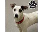 Adopt Bam Bam a White Mixed Breed (Small) / Mixed Breed (Medium) / Mixed (short