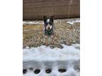 Adopt Koda a Cattle Dog / Mixed dog in Lunenburg, VT (40989550)